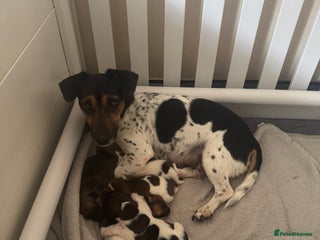 Jack Russell dogs - Advert 11