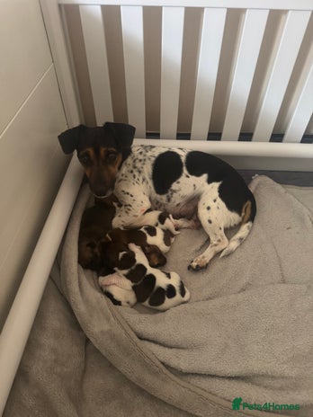 Jack Russell dogs - Advert 11