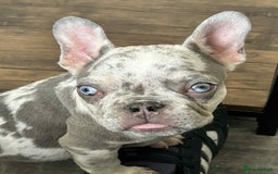 French Bulldog dogs for sale: French bulldog  - Image 1