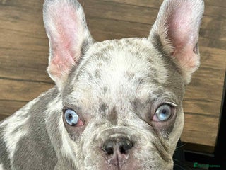 French Bulldog dogs - Advert 2