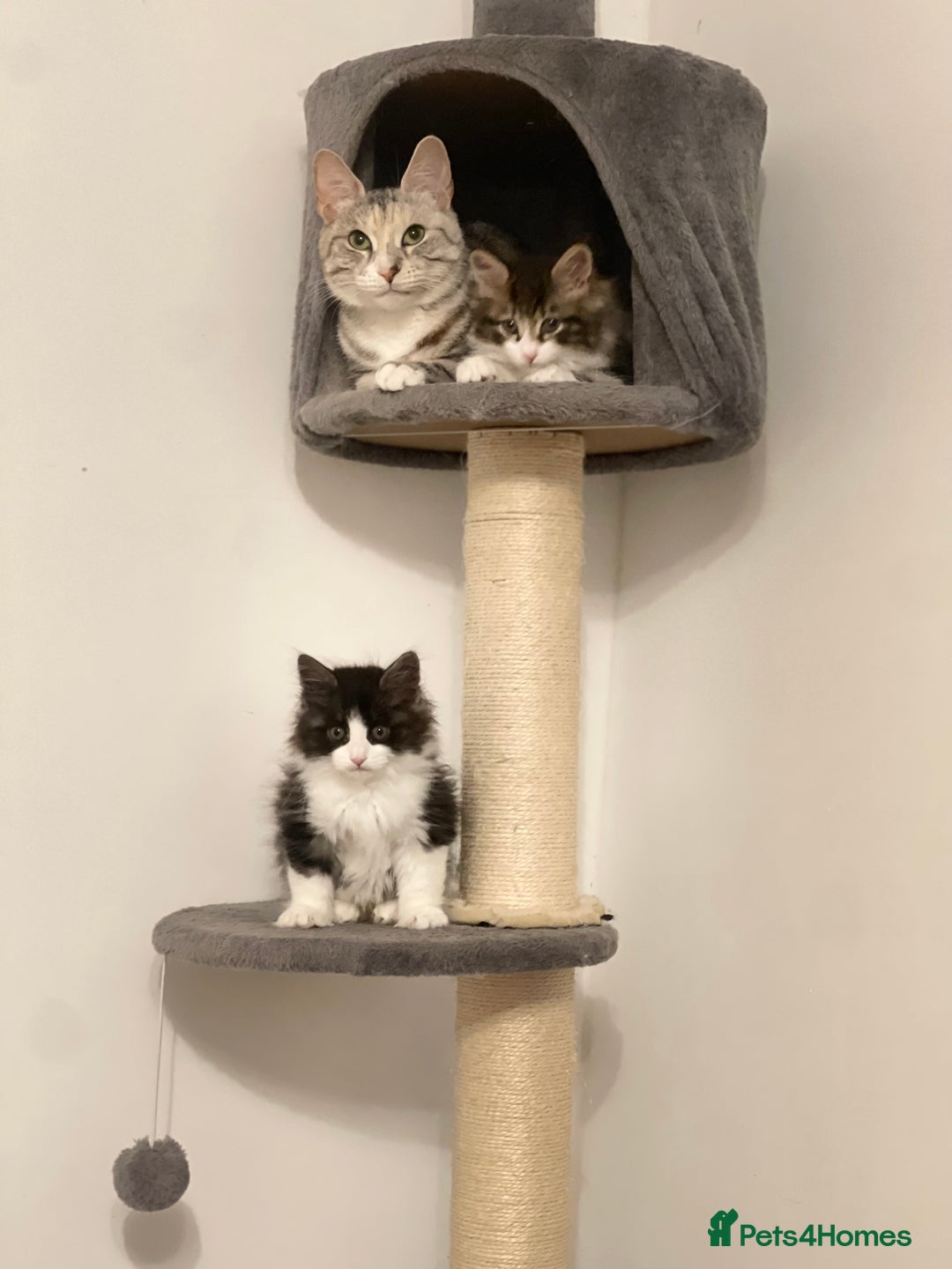 Kurilian Bobtail cats for sale: Reserved Kurilian Bobtail  kitten in spring  - Advert 16
