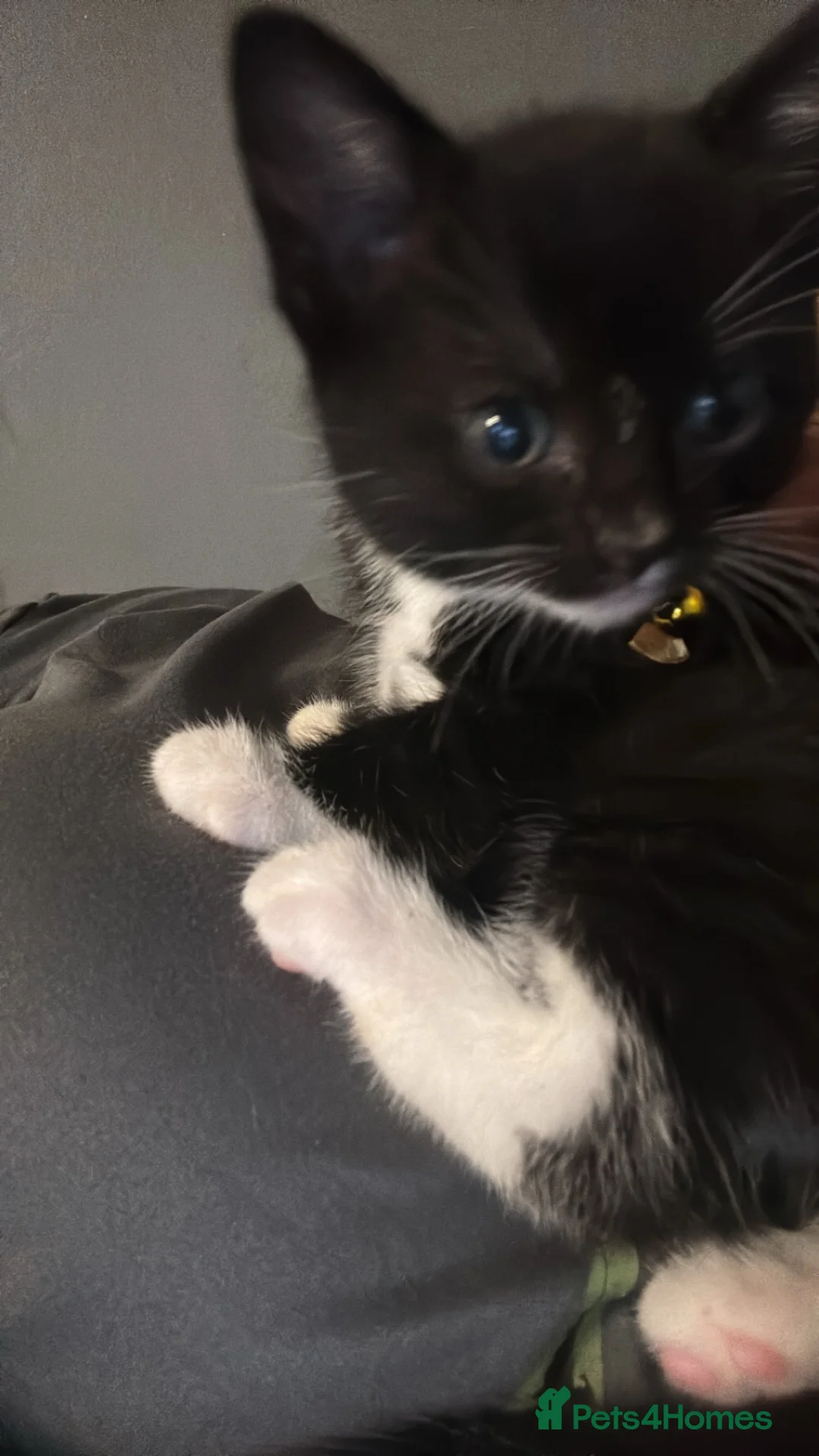 Mixed Breed cats for sale: 1 girl kitten for sale  - Advert 2
