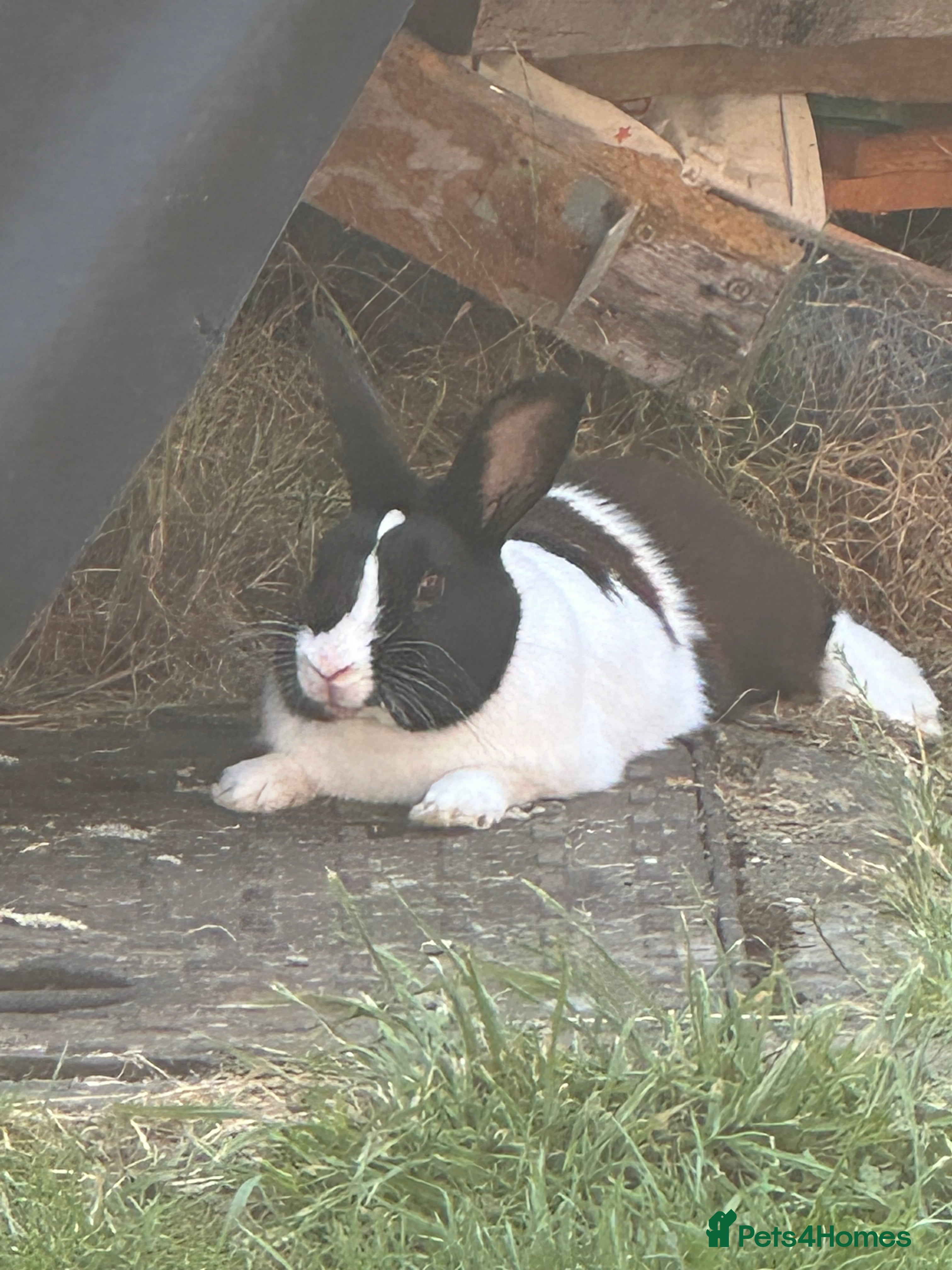 Mixed Breed rabbits Rex cross giant male  - Advert 1