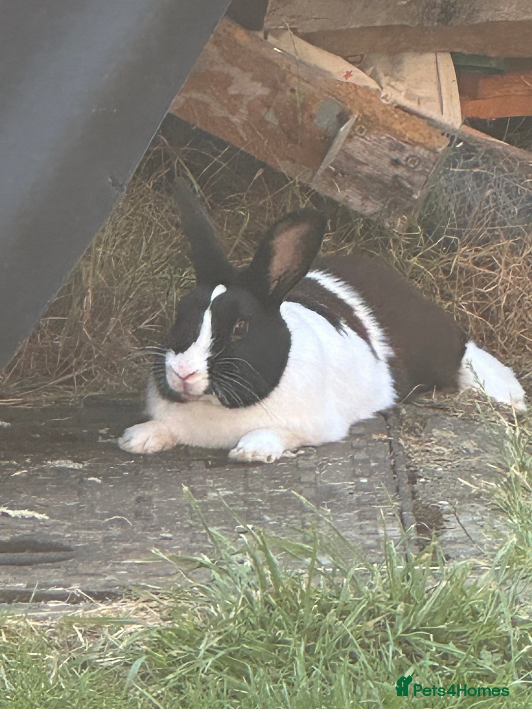 Mixed Breed rabbits for sale: Rex cross giant male  - Advert 1