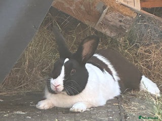 Mixed Breed rabbits Rex cross giant male - Advert 1