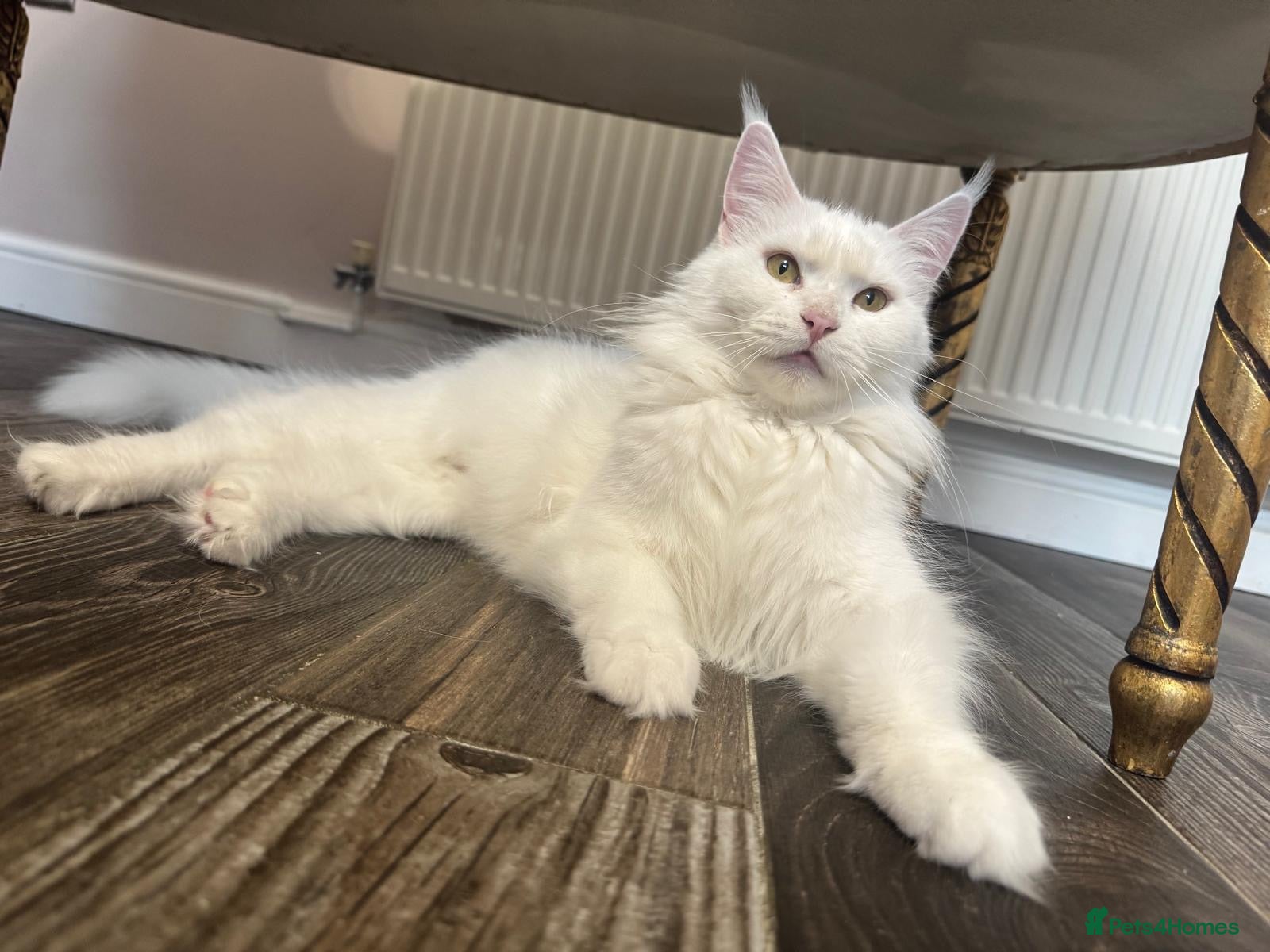 Maine Coon cats for sale: TICA Pedigree Registered Maine Coon Kittens - Advert 1