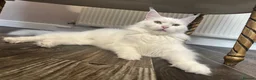 Maine Coon cats for sale: TICA Pedigree Registered Maine Coon Kittens - Advert 2
