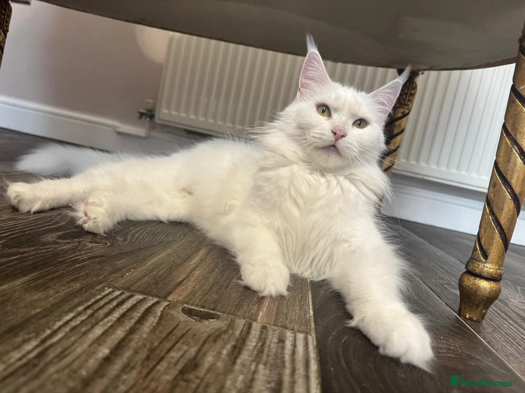 Maine Coon cats for sale: TICA Pedigree Registered Maine Coon Kittens - Advert 2