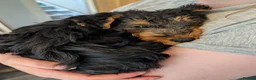 Welsh Terrier dogs for sale: Outstanding Litter of Champion Line Welsh Terriers - Advert 11