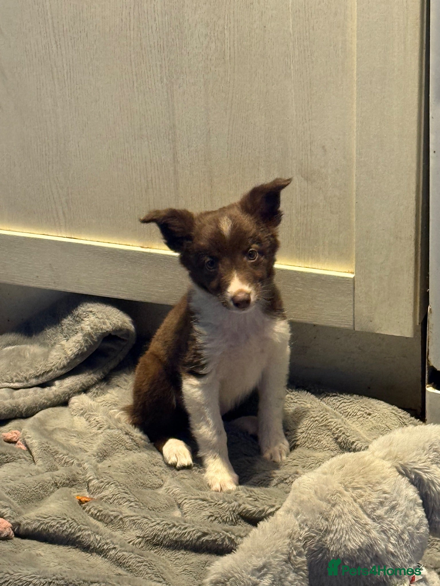 Border Collie dogs Border collie pups  - Advert 4