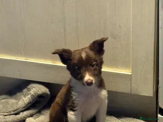 Border Collie dogs Border collie pups - Advert 4