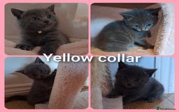 Mixed Breed cats for sale: 5 gorgeous kittens - Image 7