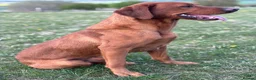 Labrador Retriever dogs for stud: Ozzy-proven health tested stud - Advert 3