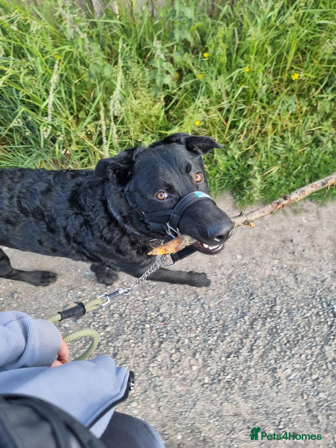 Mixed Breed dogs for adoption: Rocco - Image 13
