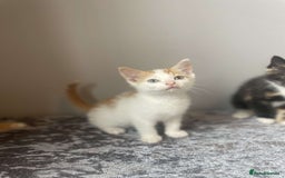 Mixed Breed cats for sale: Lovley kittens looking for there forever homes  - Image 3