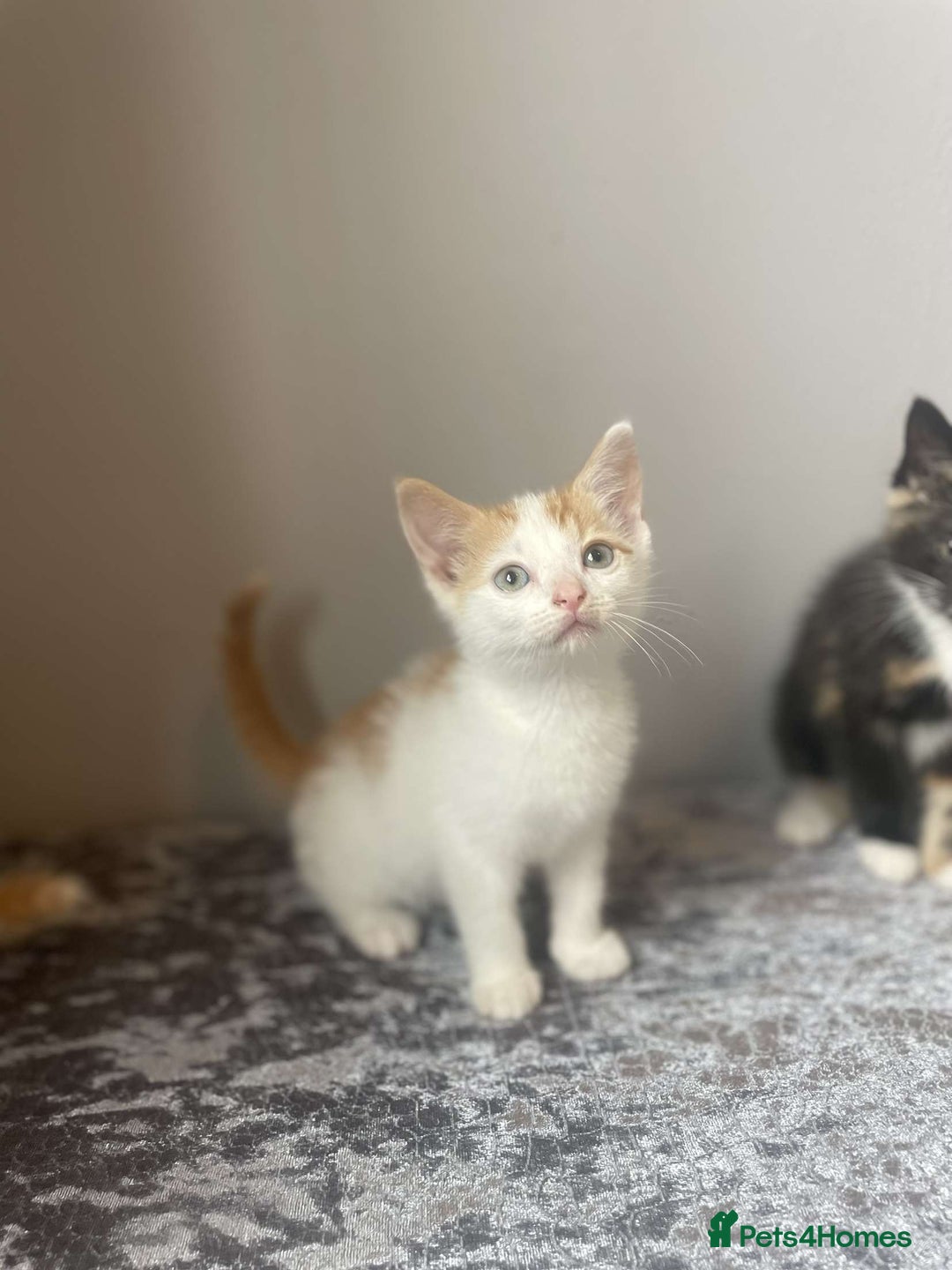 Mixed Breed cats for sale: Lovley kittens looking for there forever homes  - Image 3