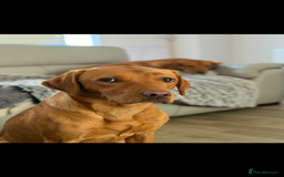 Labrador Retriever dogs for sale: KC Red fox Labrador retrievers  - Image 4