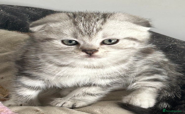 Scottish Fold cats - Advert 2