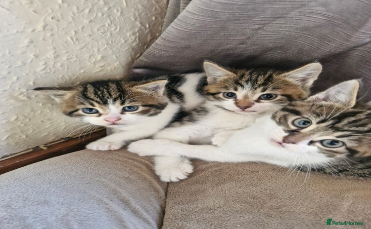 British Shorthair cats - Advert 1