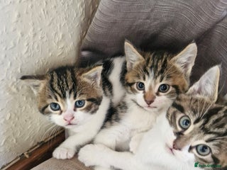 British Shorthair cats - Advert 2