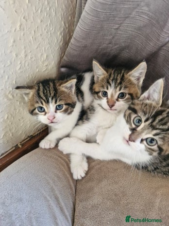 British Shorthair cats - Advert 8