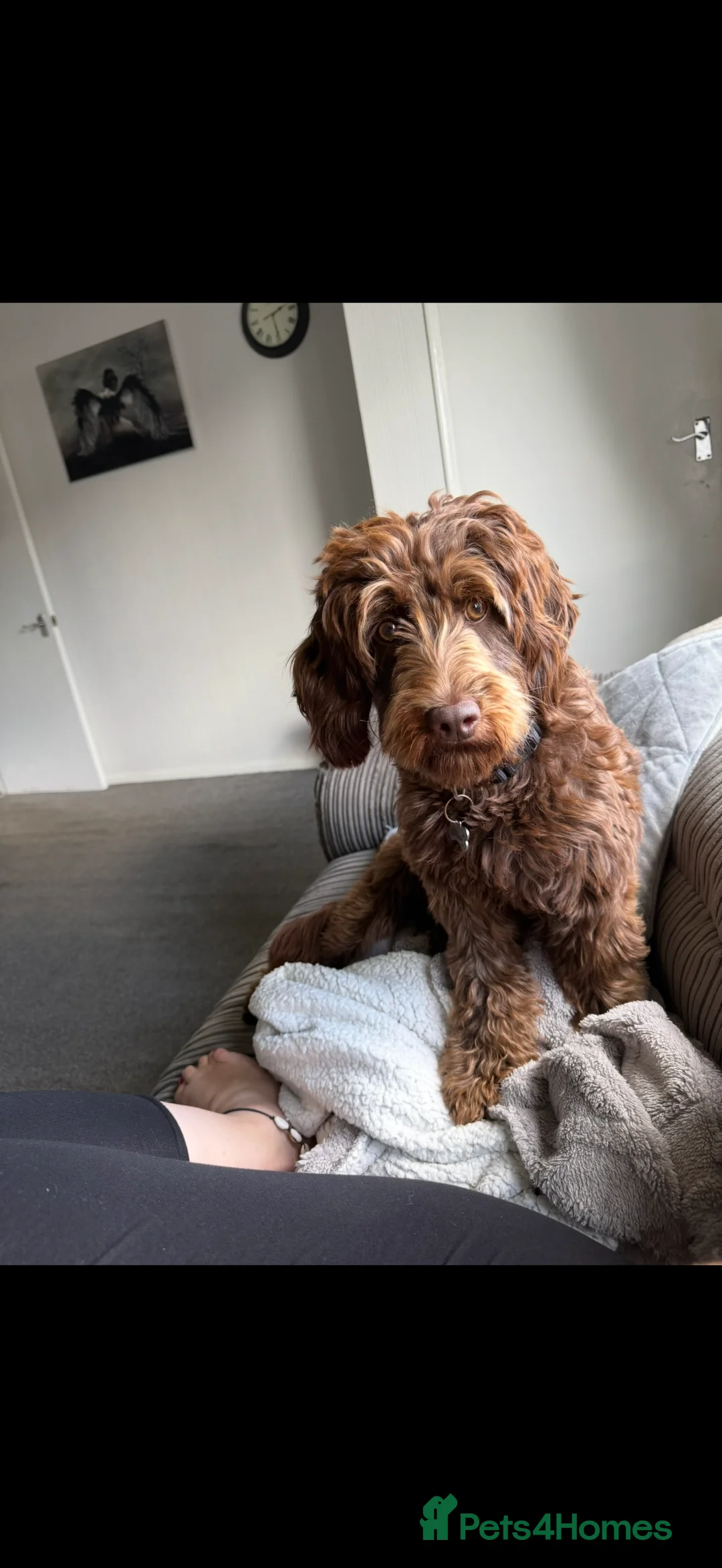 Cockapoo dogs for sale: 2 year old female cockapoo - Advert 2