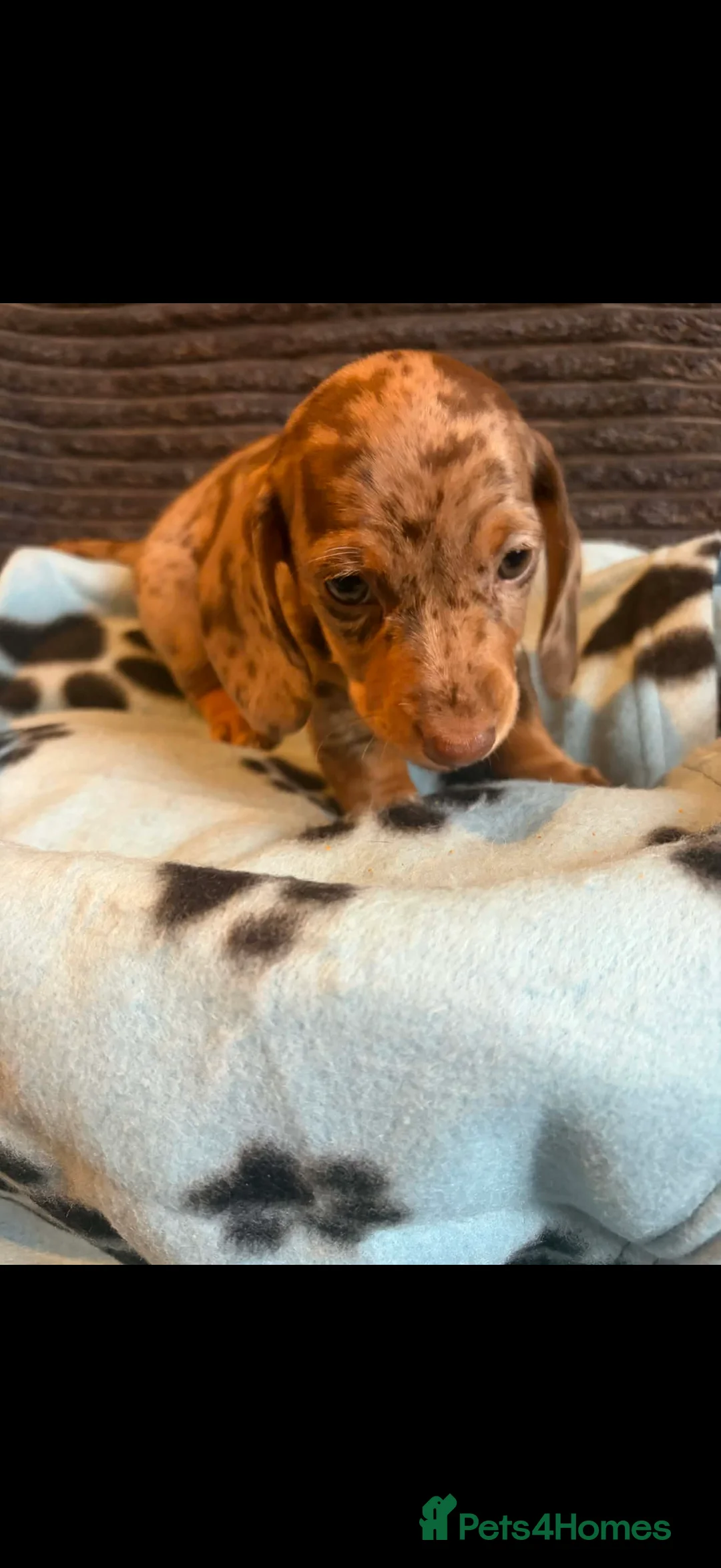 Miniature Dachshund dogs for sale: KC registered Miniature Dachshund puppies  - Advert 14