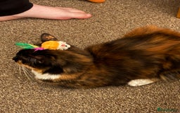 Domestic Shorthair cats for sale: 2 female bonded siblings - Image 5