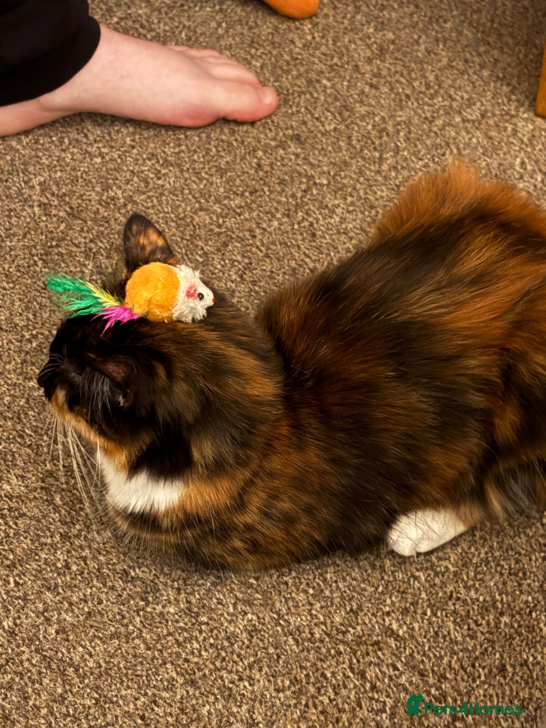 Domestic Shorthair cats for sale: 2 female bonded siblings - Image 5