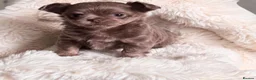 Chihuahua dogs for sale: Chihuahua Small  Longhair Lilac Girl  in Paisley - Advert 5