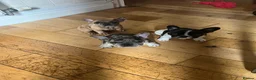French Bulldog dogs for sale: French bulldog puppies looking for good new home  in Lancaster - Advert 18