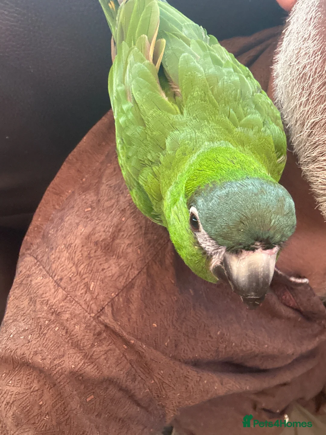 Macaws birds for sale: Muffin in Coulsdon - Advert 1