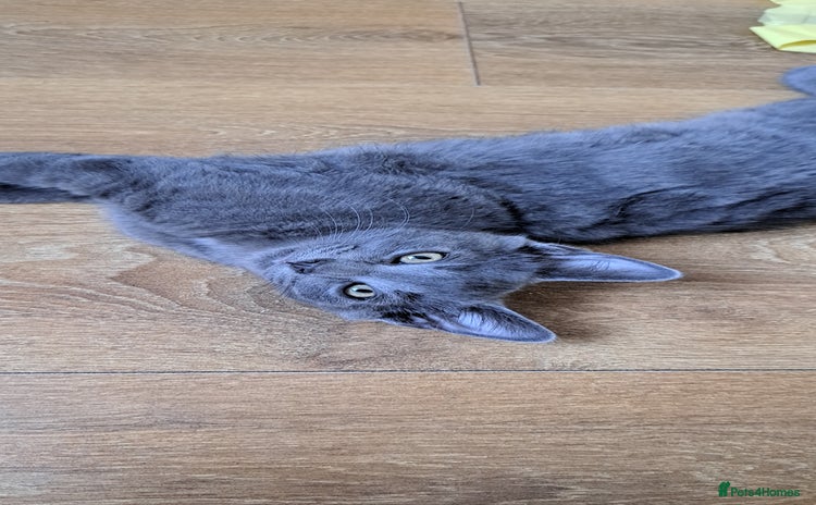 Russian Blue cats - Advert 3