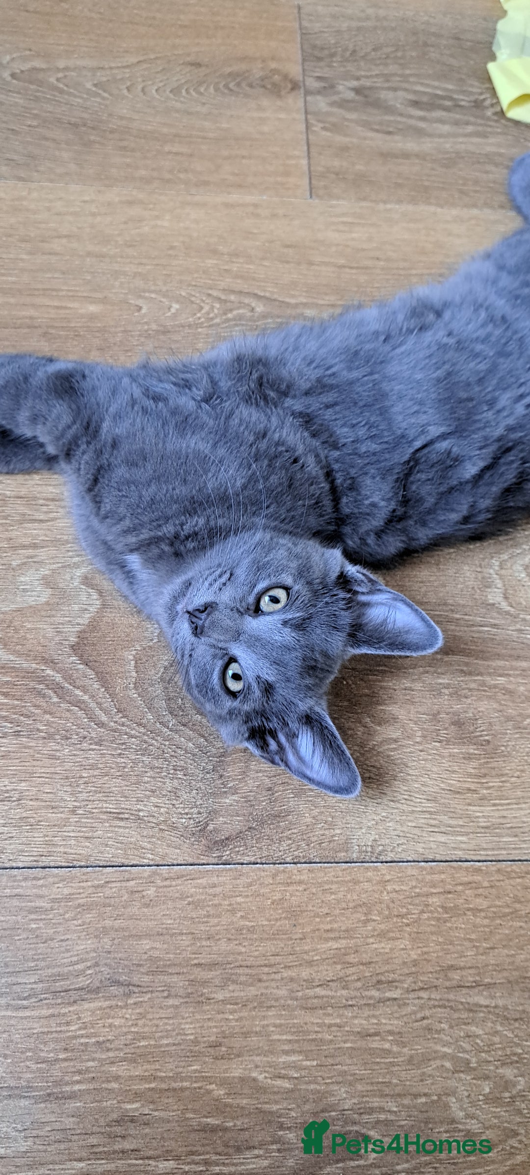 Russian Blue cats for sale: Adorable Russian Blue X Chantilly Tiffany Kittens! - Image 14
