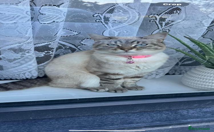 Mixed Breed cats - Advert 10