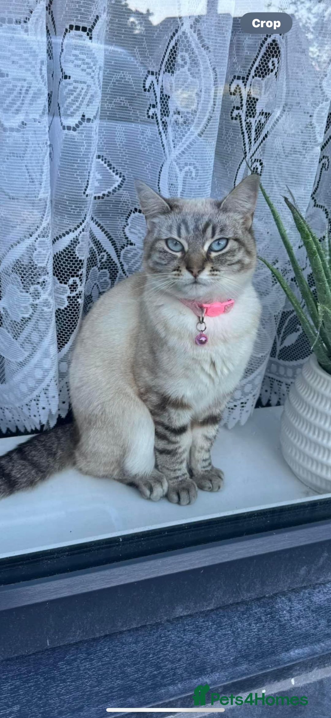 Mixed Breed cats for sale: Forever home needed  - Image 1