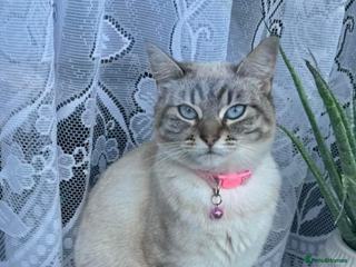 Mixed Breed cats - Advert 32