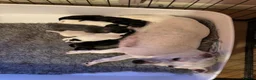 Jack Russell dogs for sale: Beautiful Jack Russel pups - Advert 2