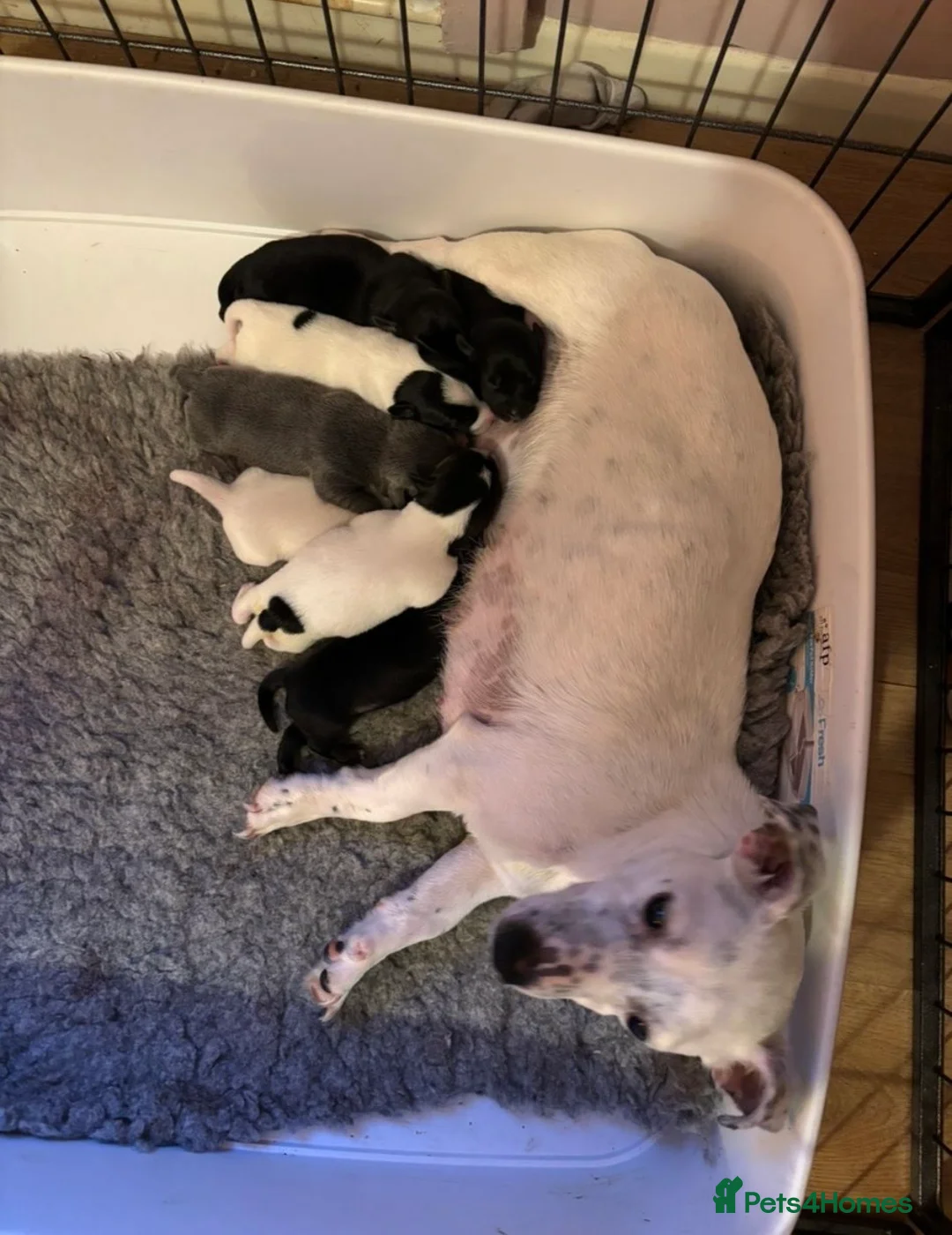 Jack Russell dogs for sale: Beautiful Jack Russel pups - Advert 2