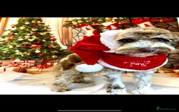 Cockapoo dogs for sale: Beautiful f1b Cockapoo puppy's   - Advert 17