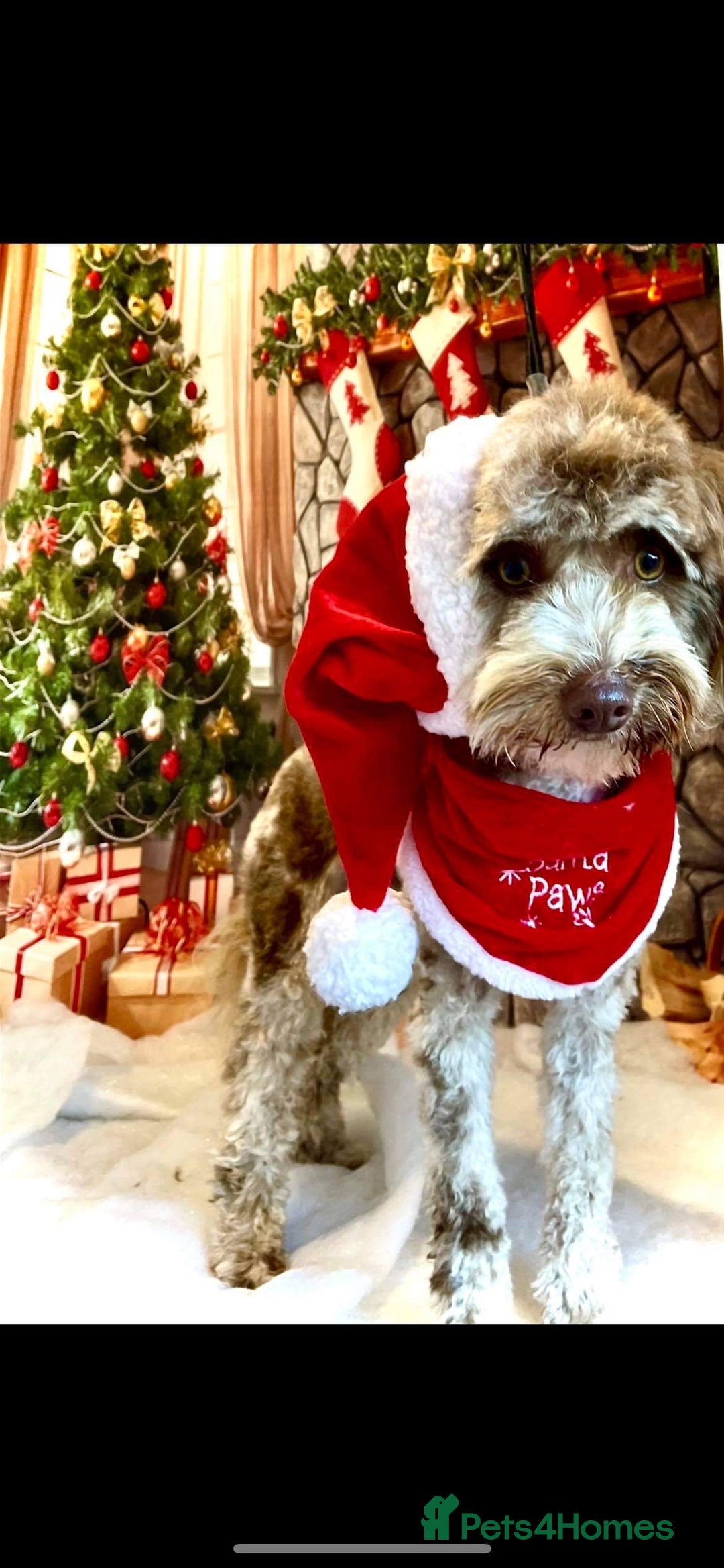 Cockapoo dogs for sale: Beautiful f1b Cockapoo puppy's   - Advert 17