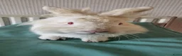 Mini Lop rabbits for sale:  2 Mini lop bunnies in Walsall - Advert 5