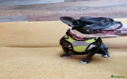 Mixed Breed dogs for adoption: ❤️Binx - 3 yo Frenchie x Boston terrier girl ❤️ - Image 12