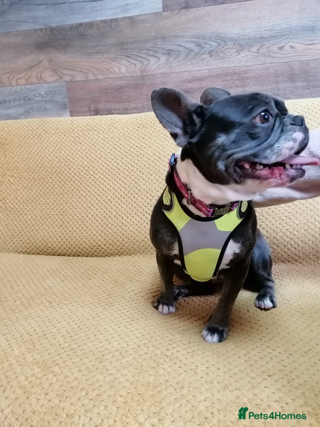 Mixed Breed dogs for adoption: ❤️Binx - 3 yo Frenchie x Boston terrier girl ❤️ - Image 12