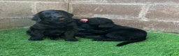 Flat coated Retriever dogs for sale: Beautiful girl from show winning lines available  - Advert 2