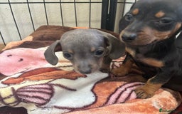 Dachshund dogs for sale: READY to leave dachshund puppy’s for sale  - Image 30
