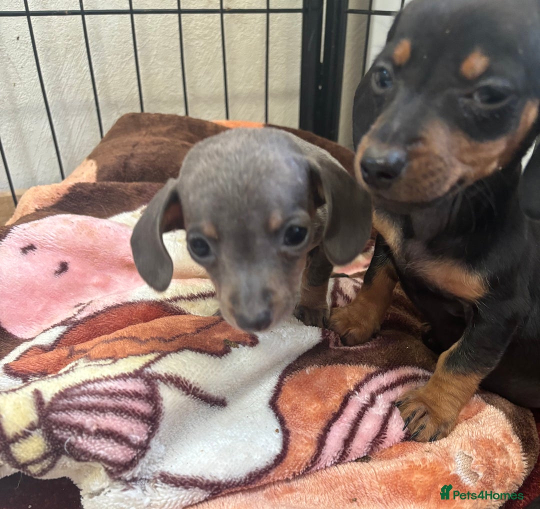 Dachshund dogs for sale: READY to leave dachshund puppy’s for sale  - Image 30