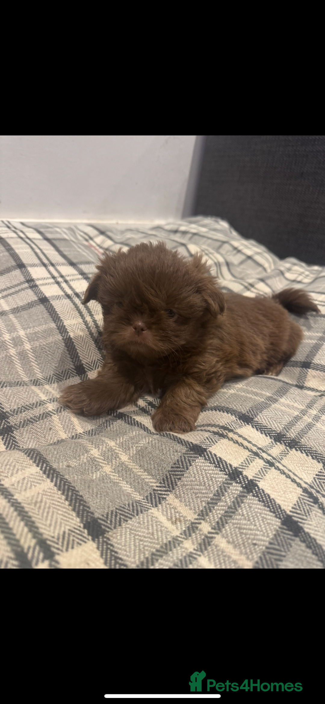 Shih Tzu dogs for sale: Saving the best until last  - Advert 5