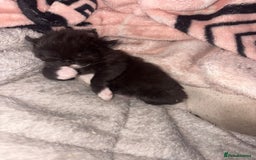 Mixed Breed cats for sale: Sphynx cross kittens - Image 11