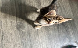Mixed Breed cats for sale: Cuddly mixed breed kittens - Image 2